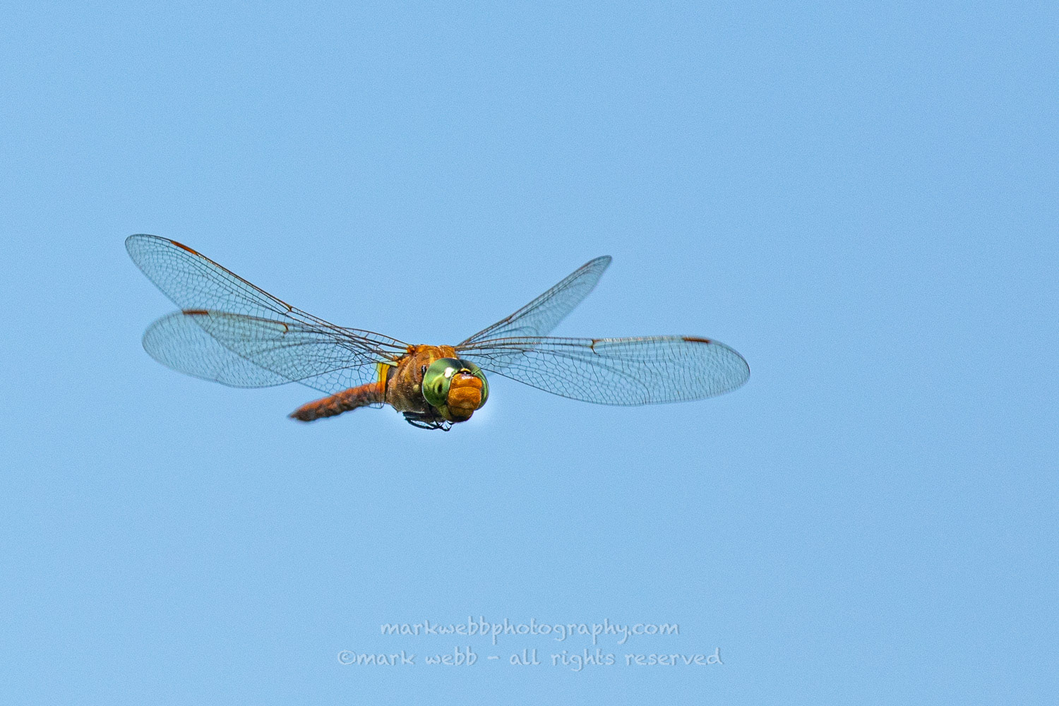 Male