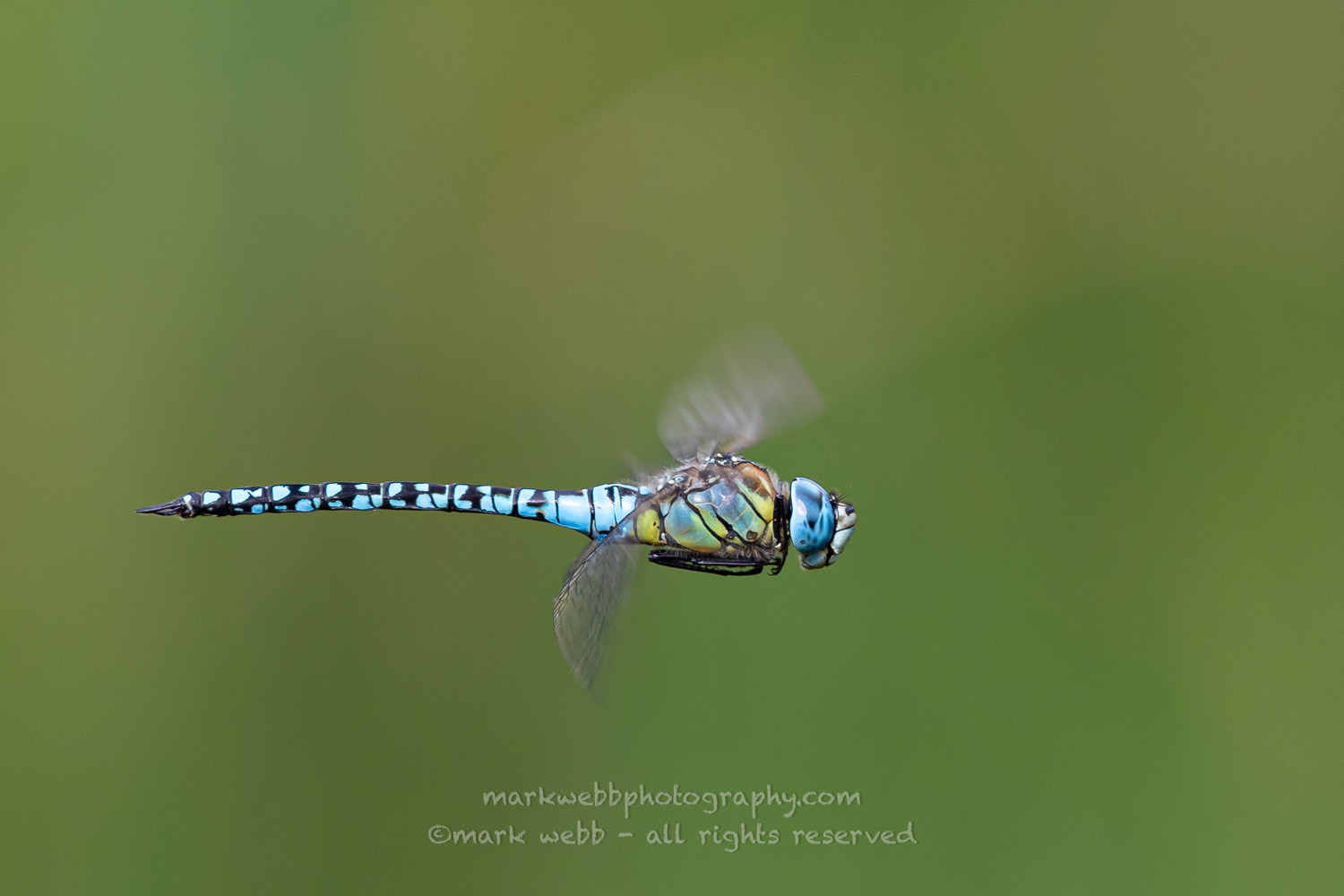 Male