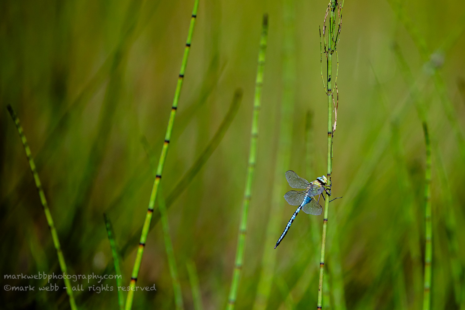 Male
