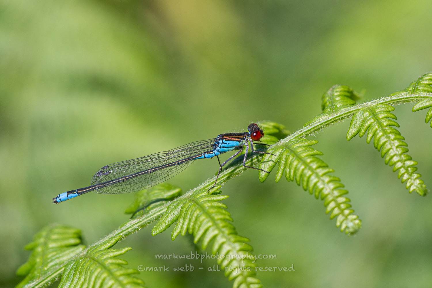 Male