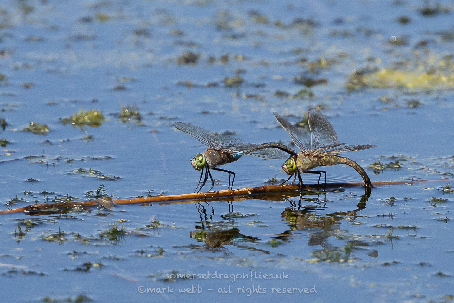 Egg Laying in Tandem