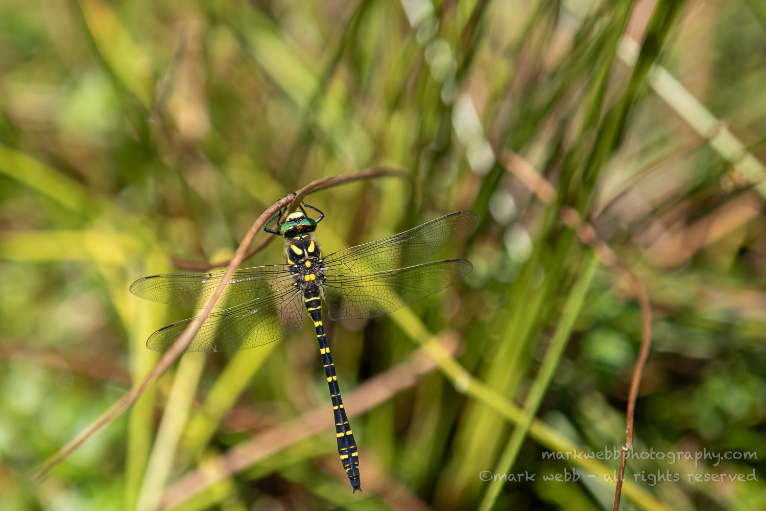 Male