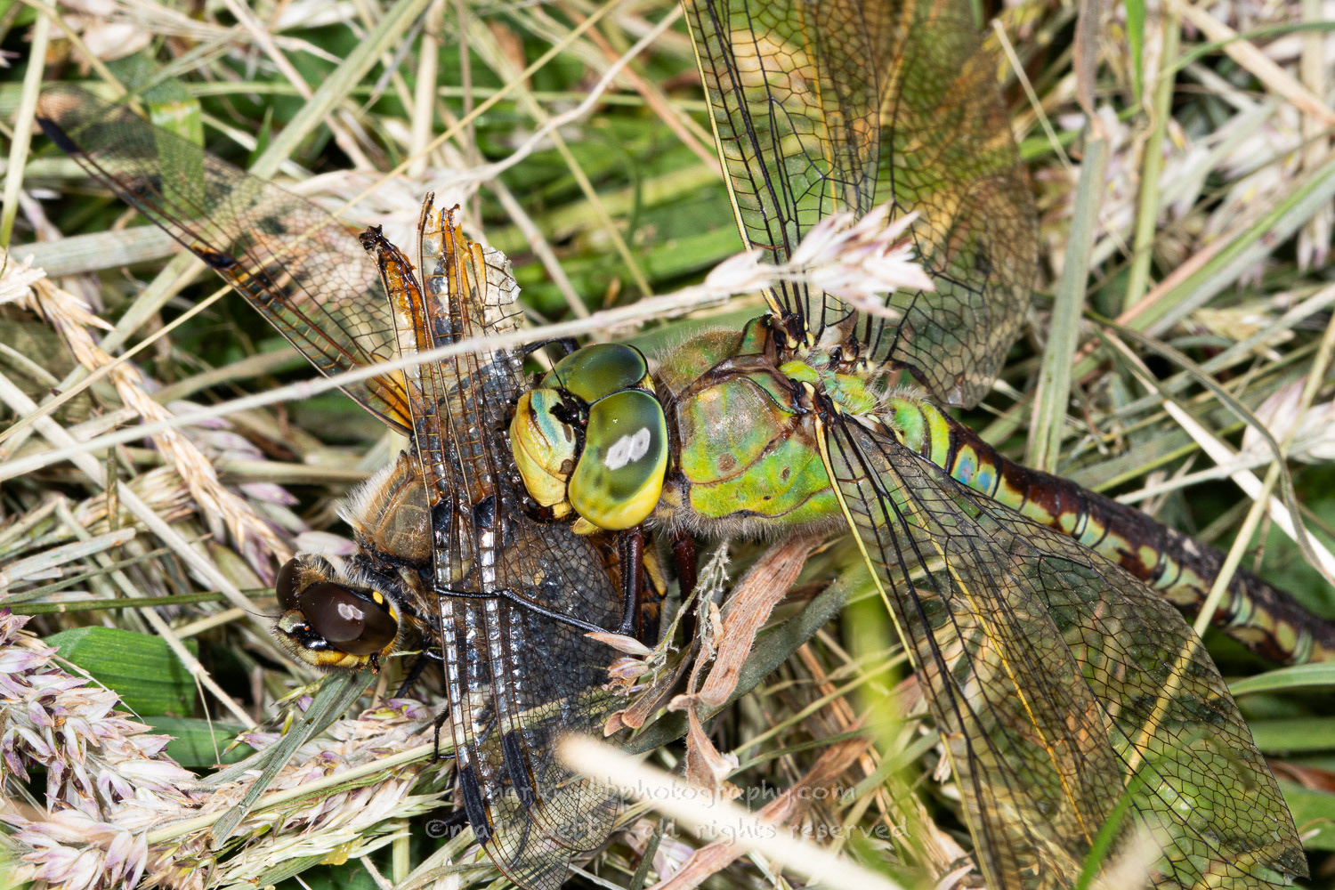 Female Feeding on Four Spot Chaser
