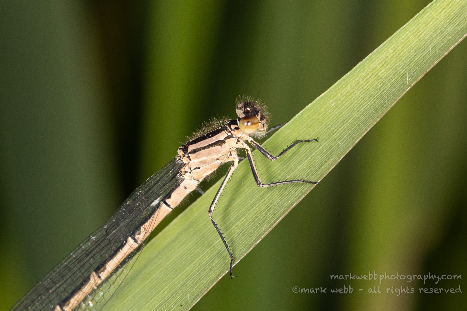 Female (Teneral / Newly Emerged)