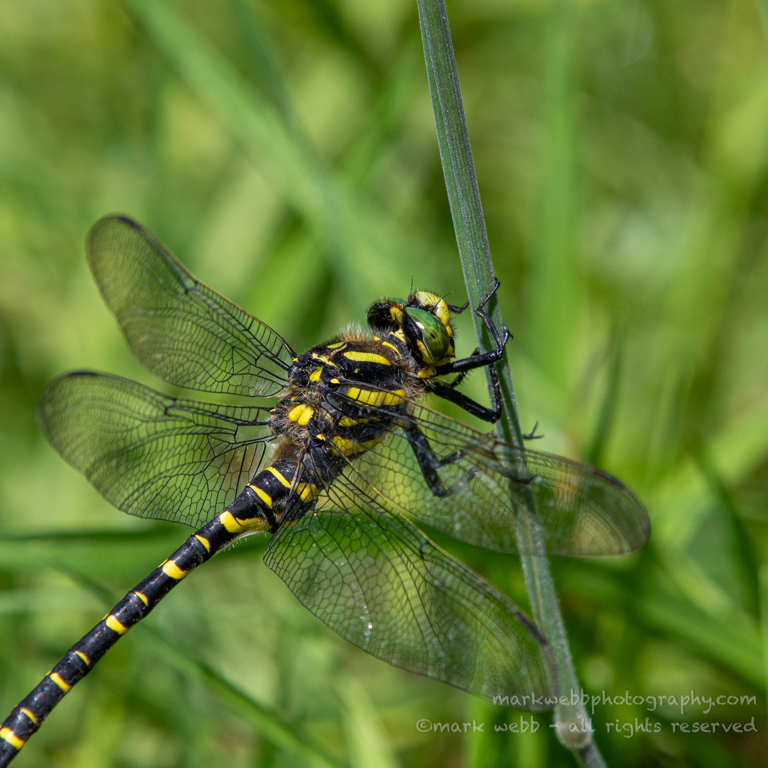 Male