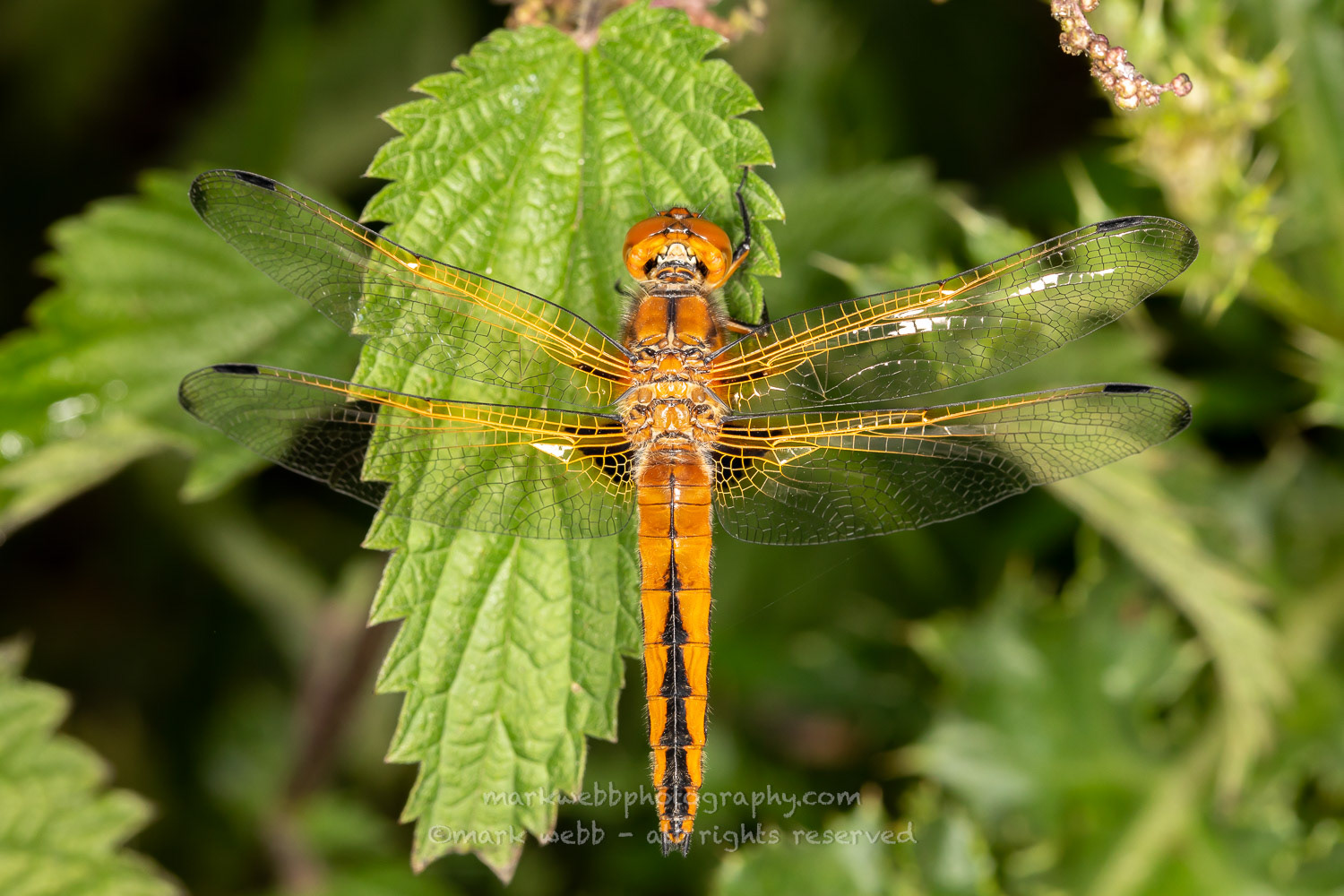 Female