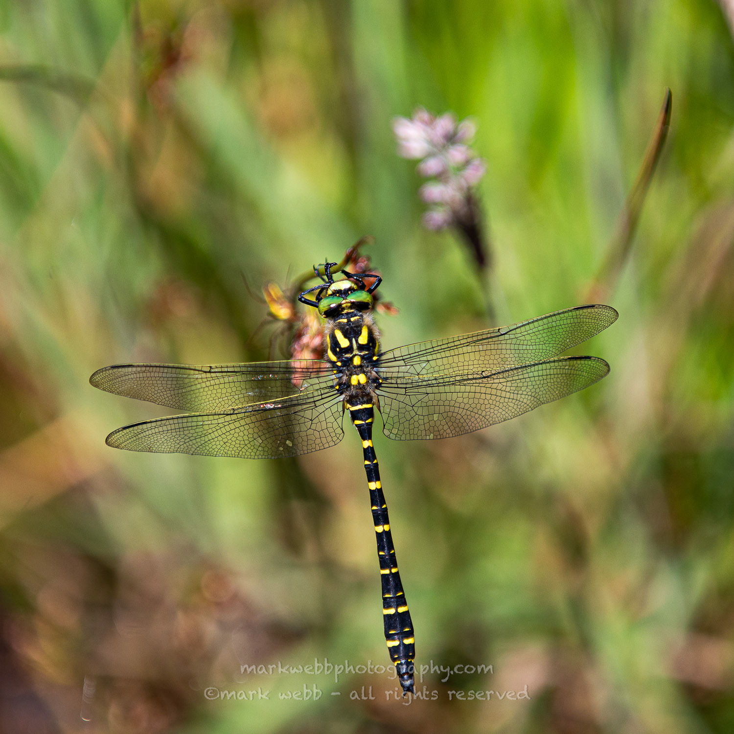 Male