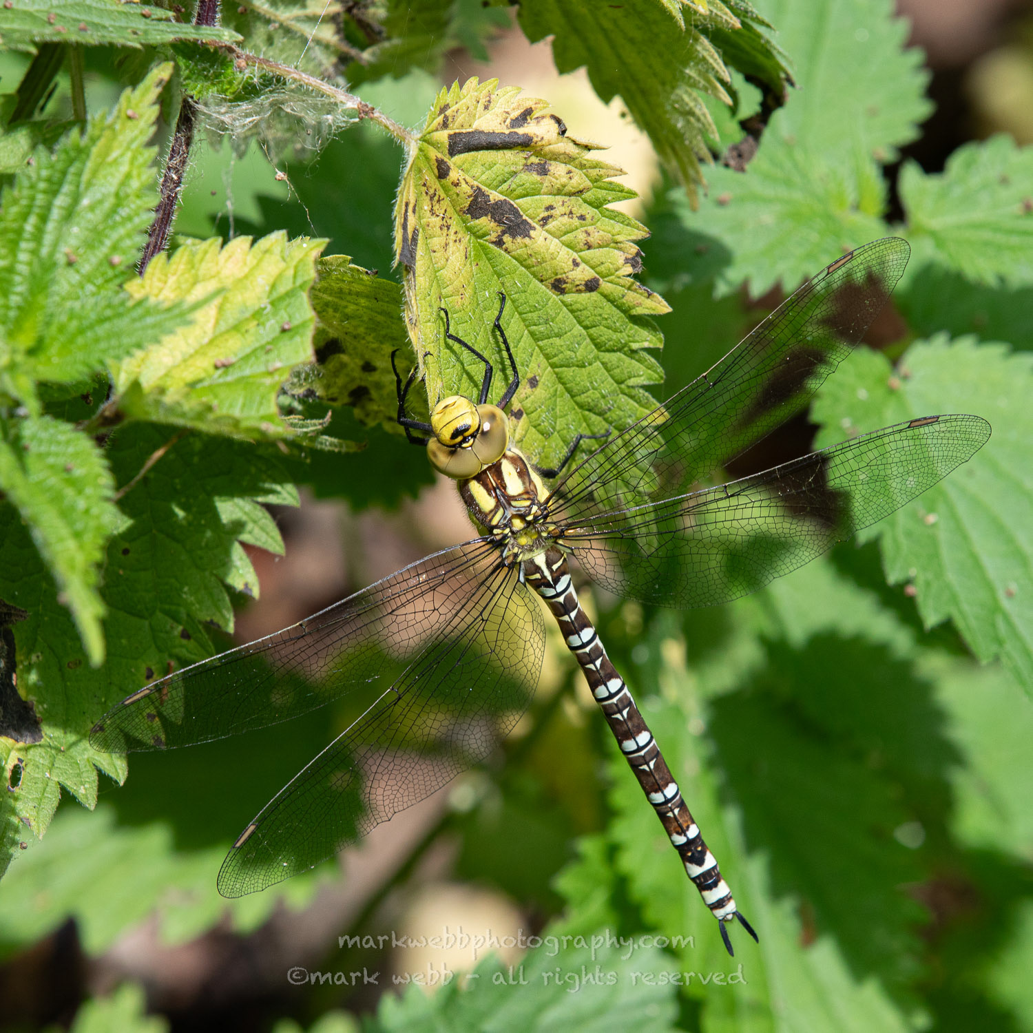 Female (Immature)