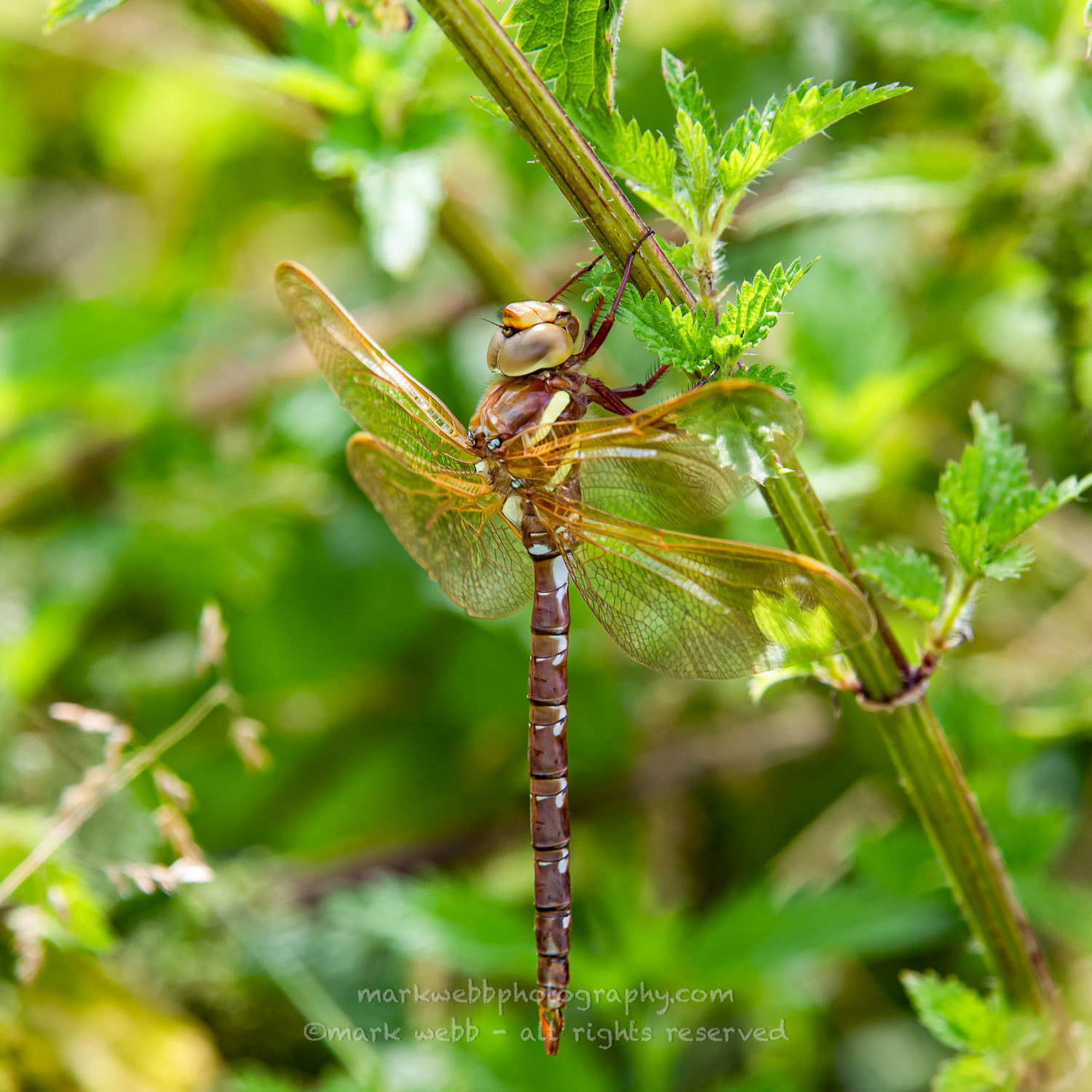 Male