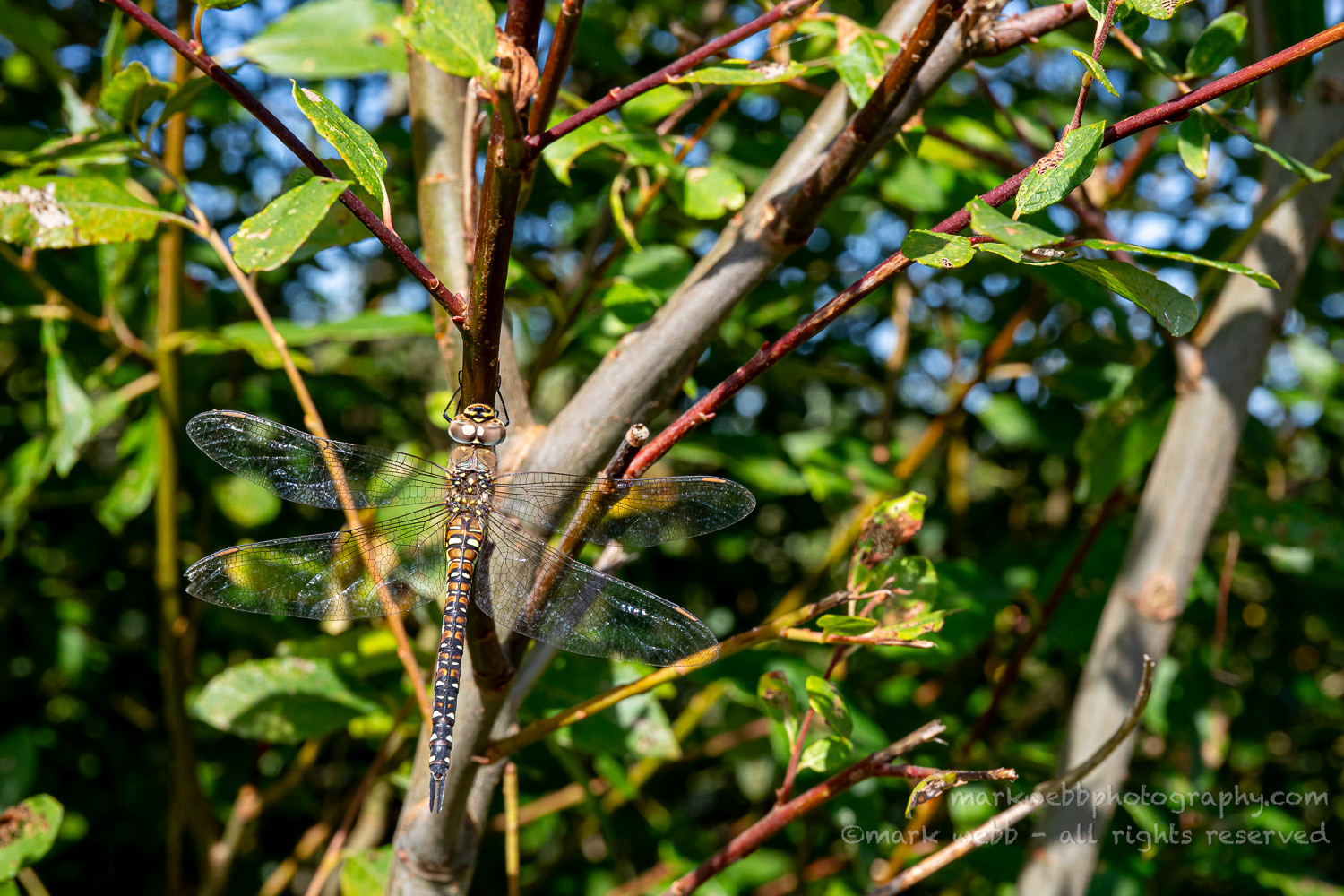 Female