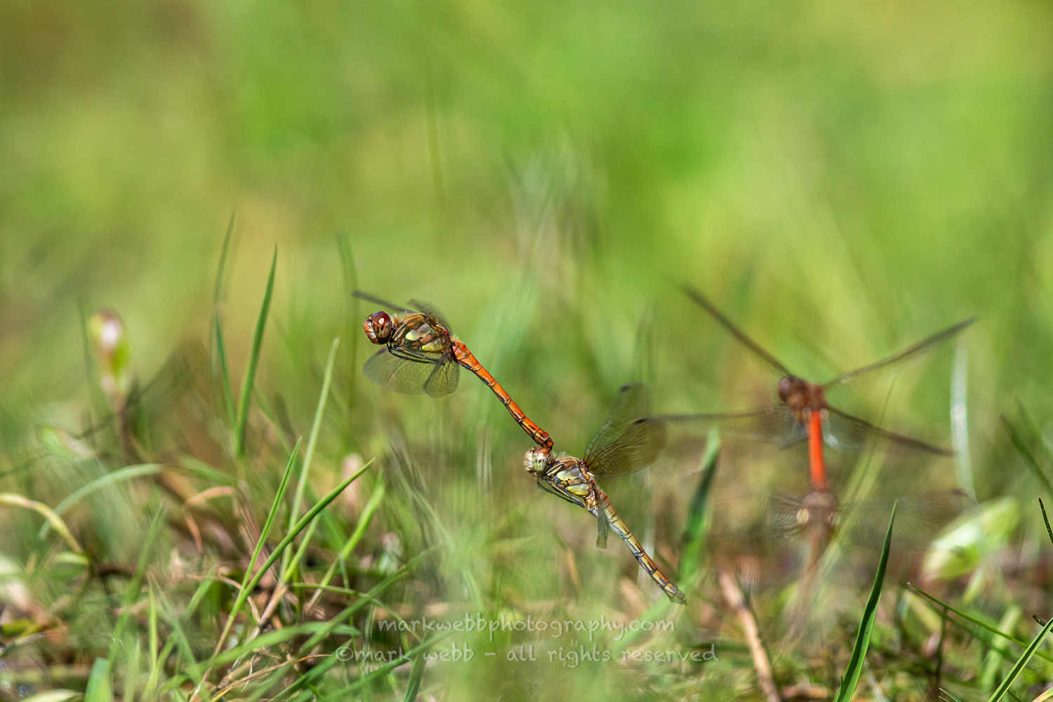 Egg Laying / In Tandem