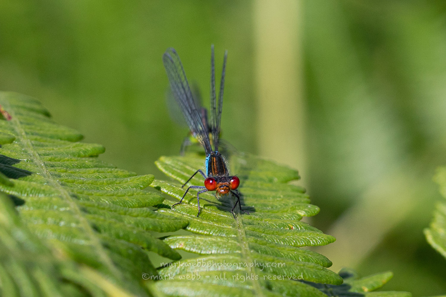 Male