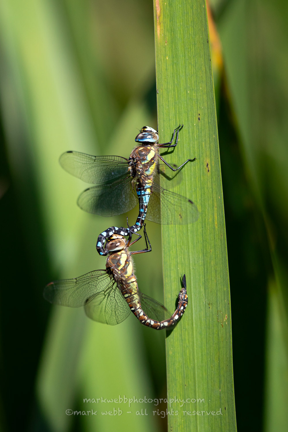 Mating
