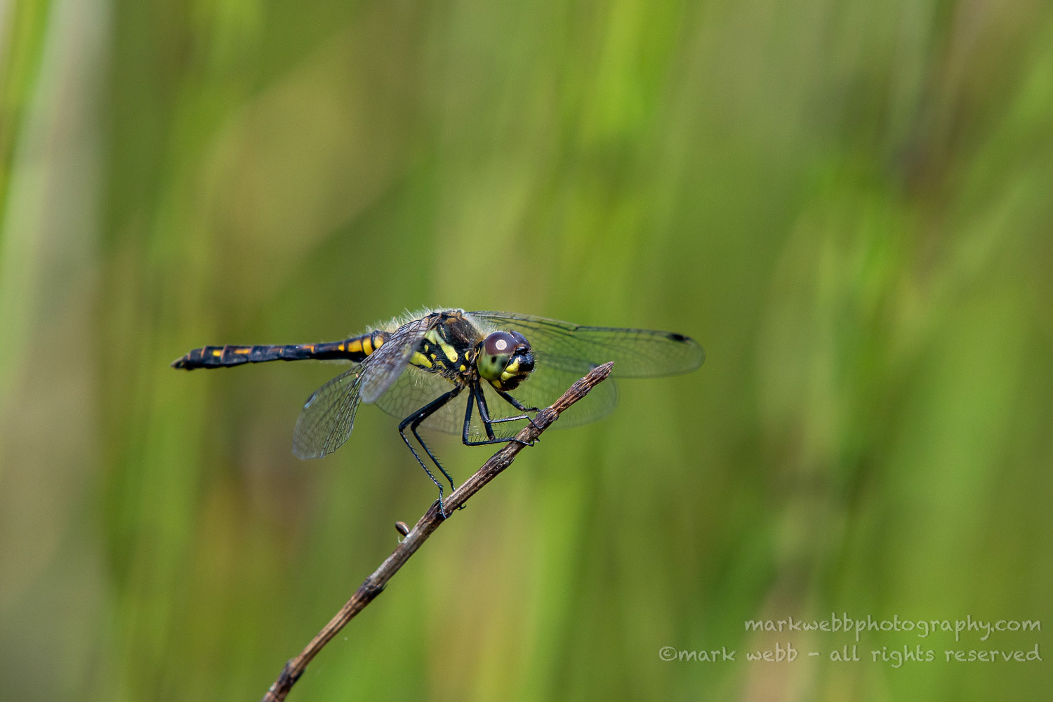 Male (Getting Black Colour)