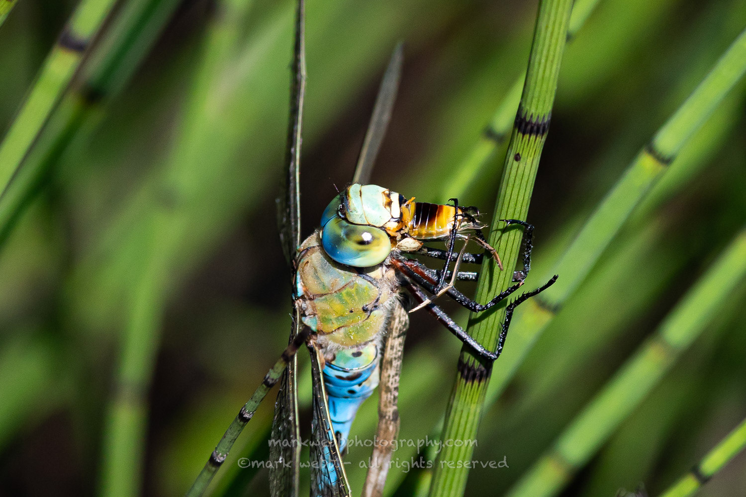 Male Feeding