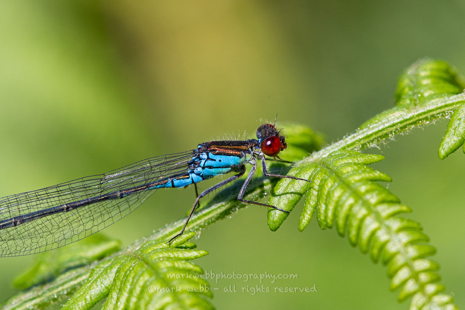 Male
