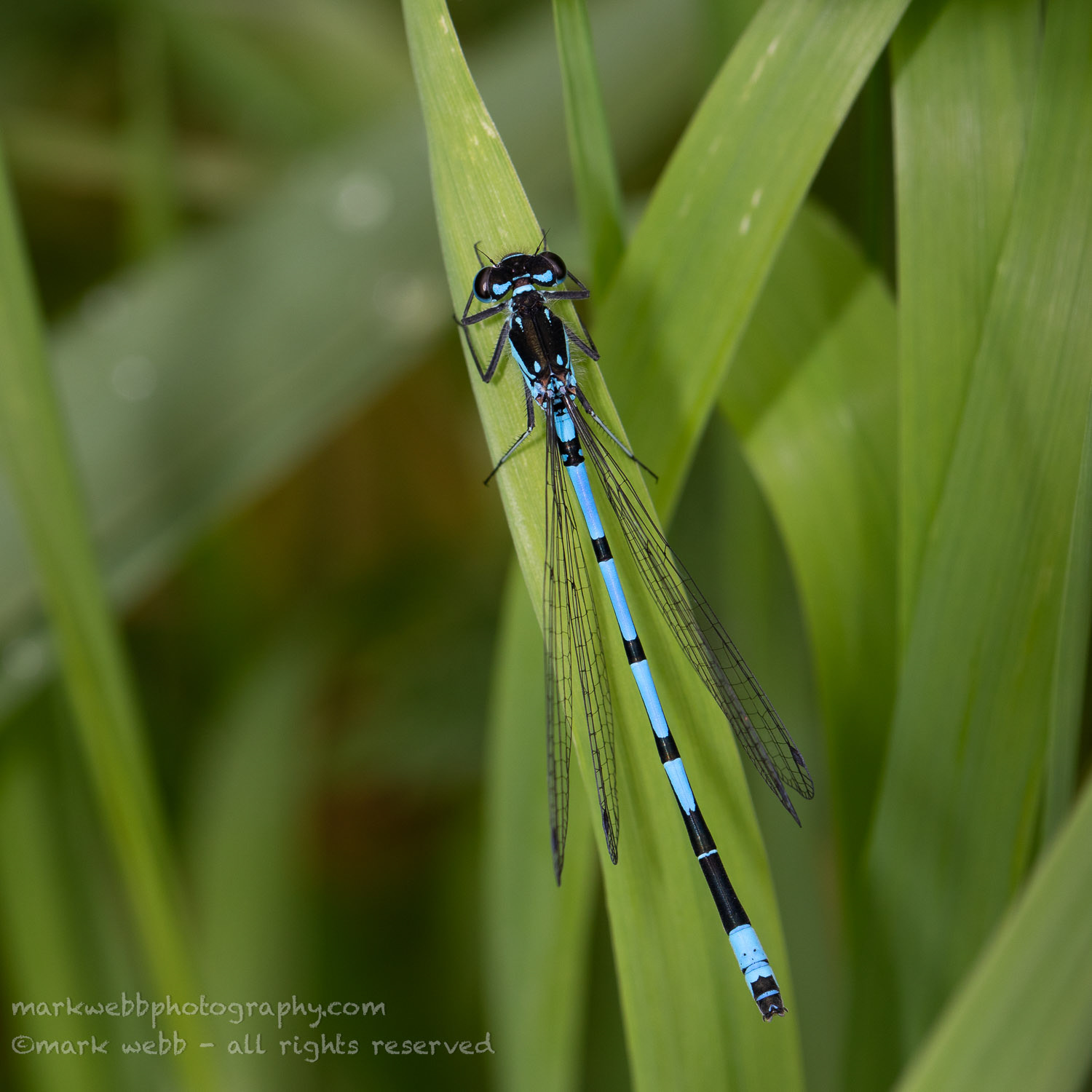Male