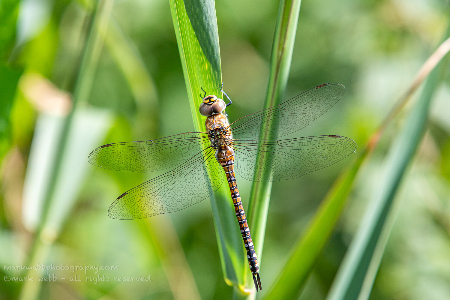 Female