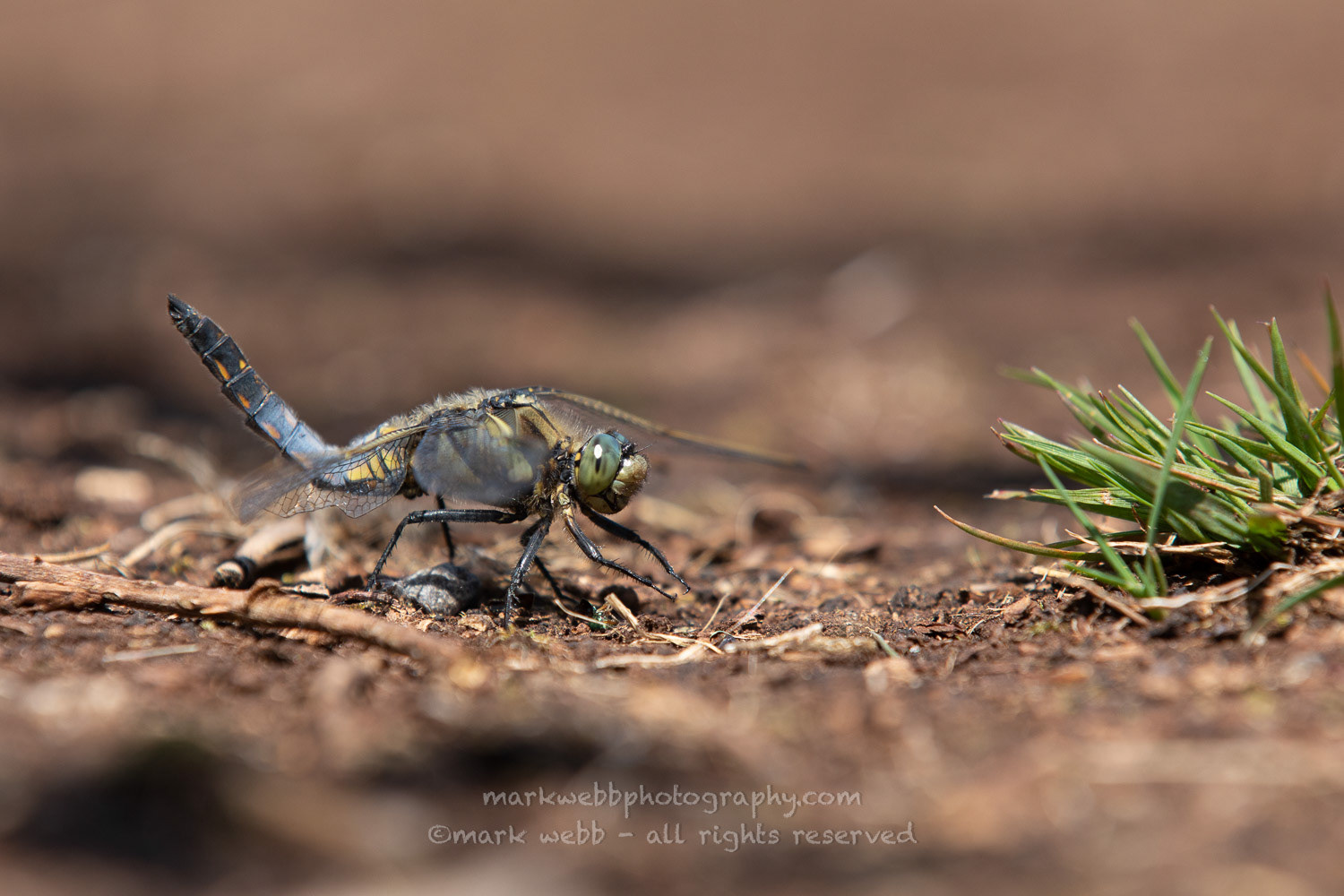 Male (With Bent Abdomen) - A Week Later
