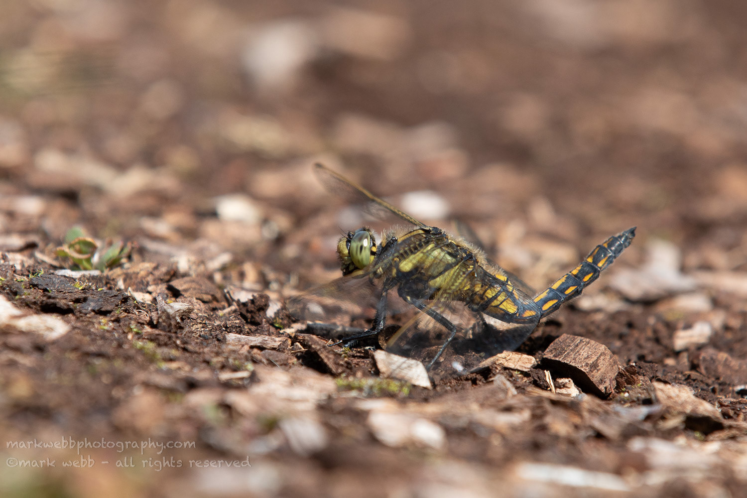 Male (With Bent Abdomen)