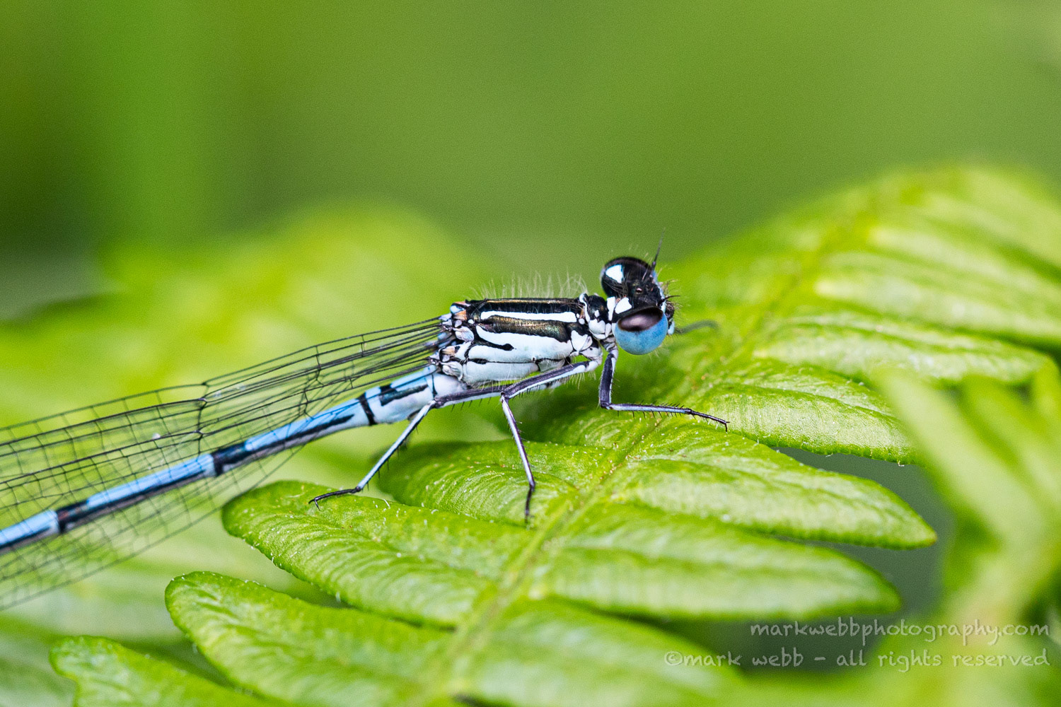 Male