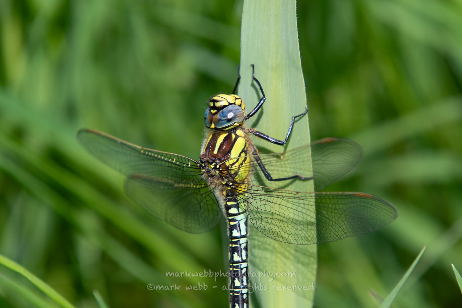 Male