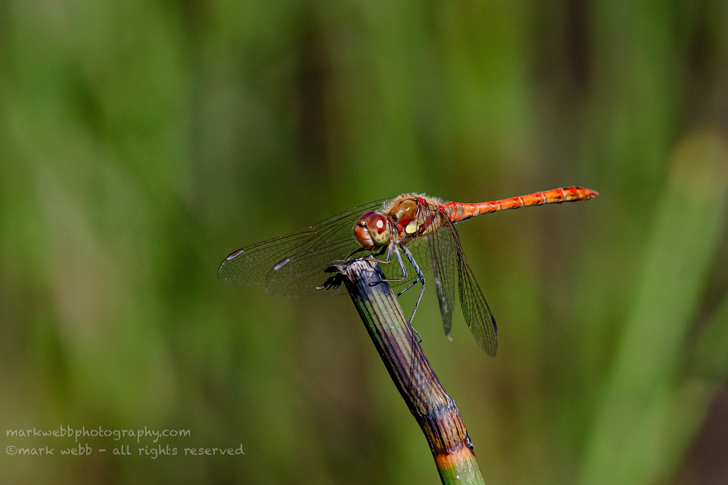 Male