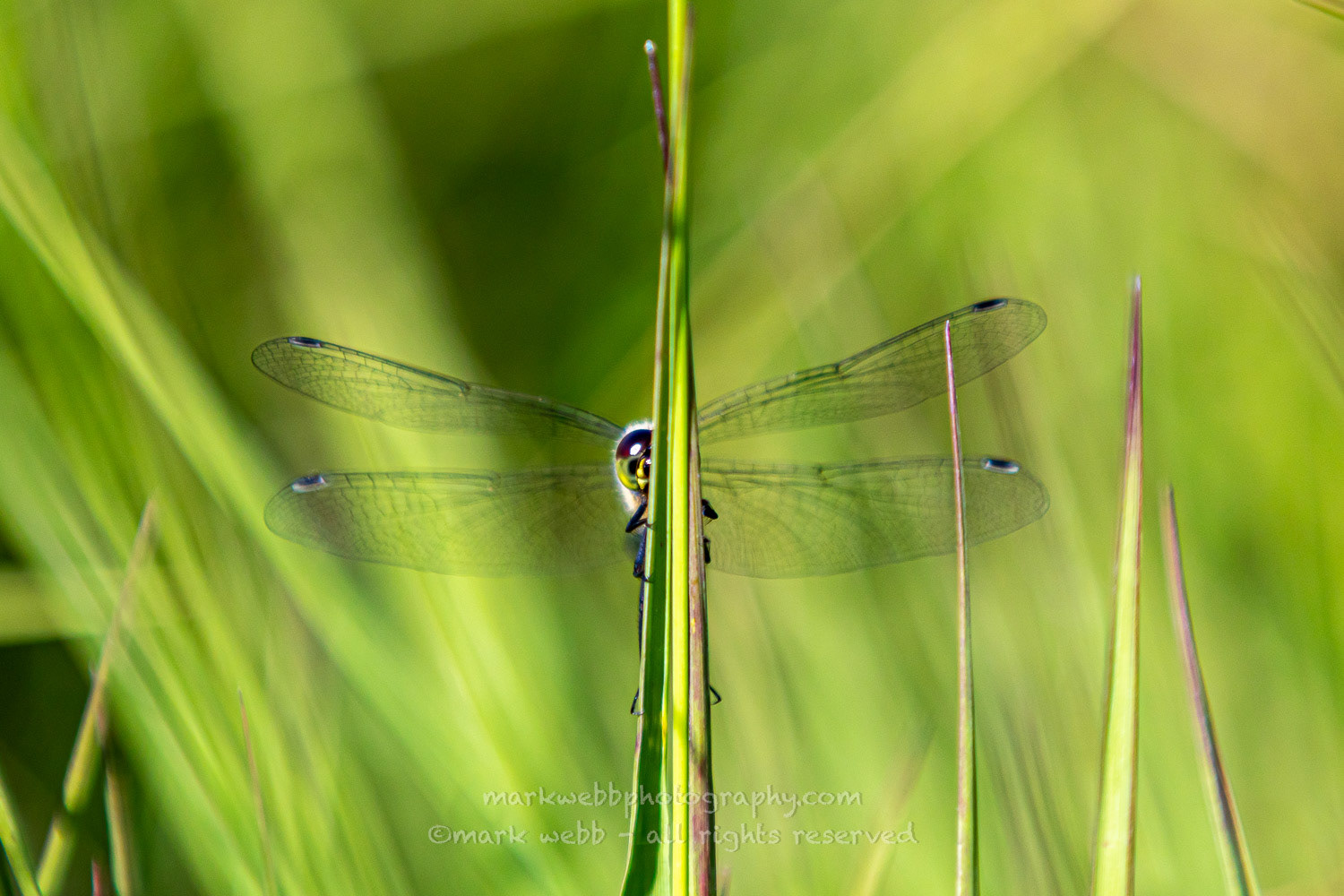 Male