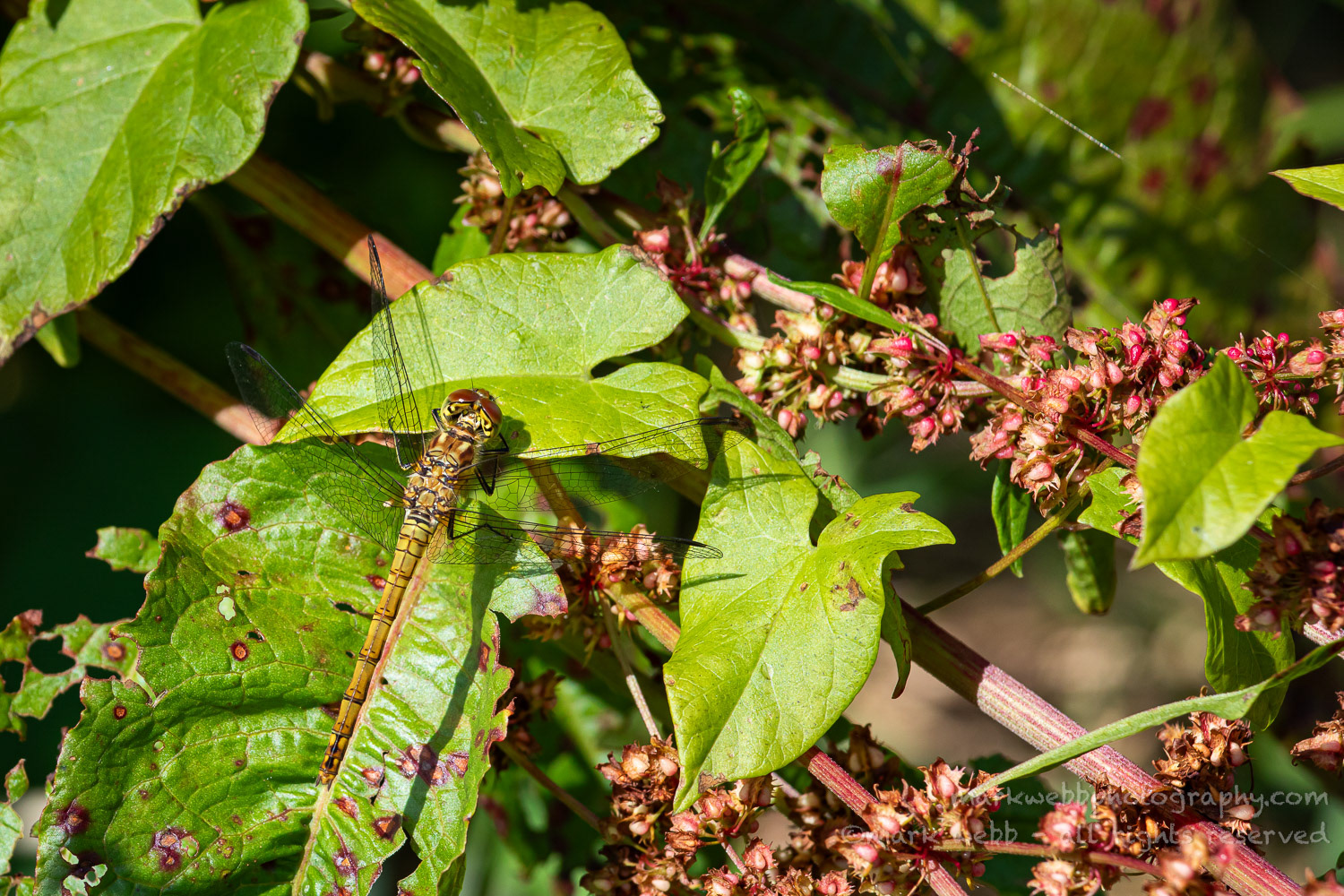 Female (Immature)