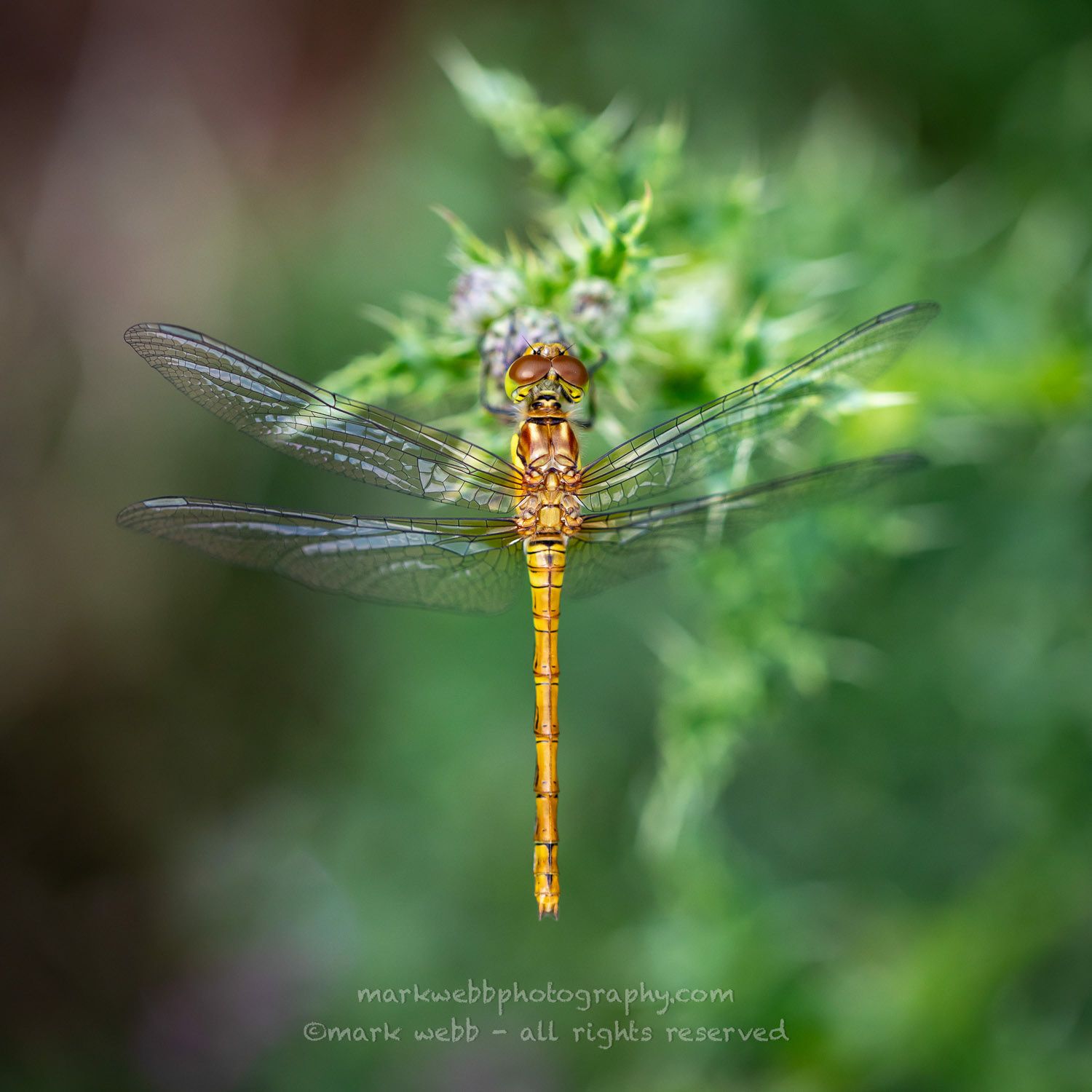 Female (Teneral / Newly Emerged)