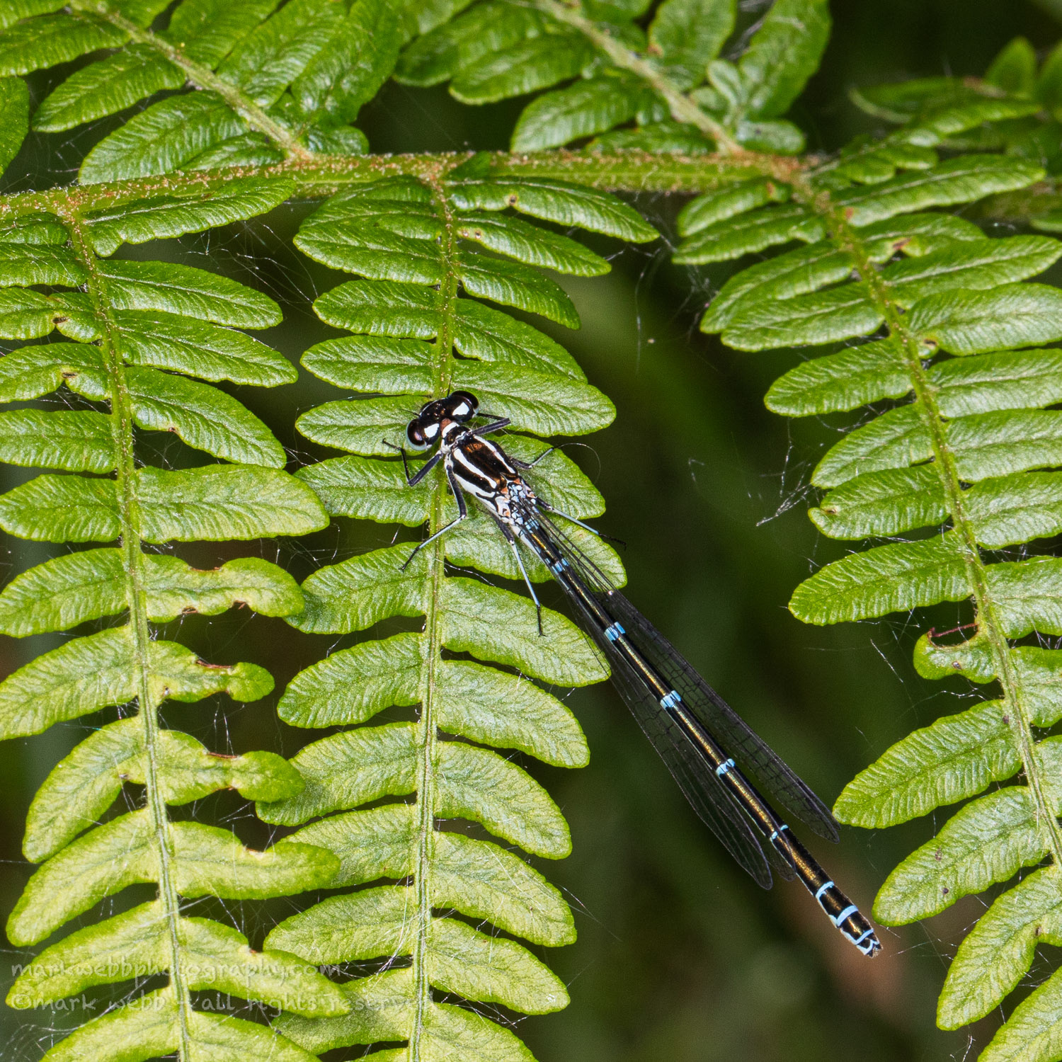 Female (with a bit more blue on Abdomen than normal)