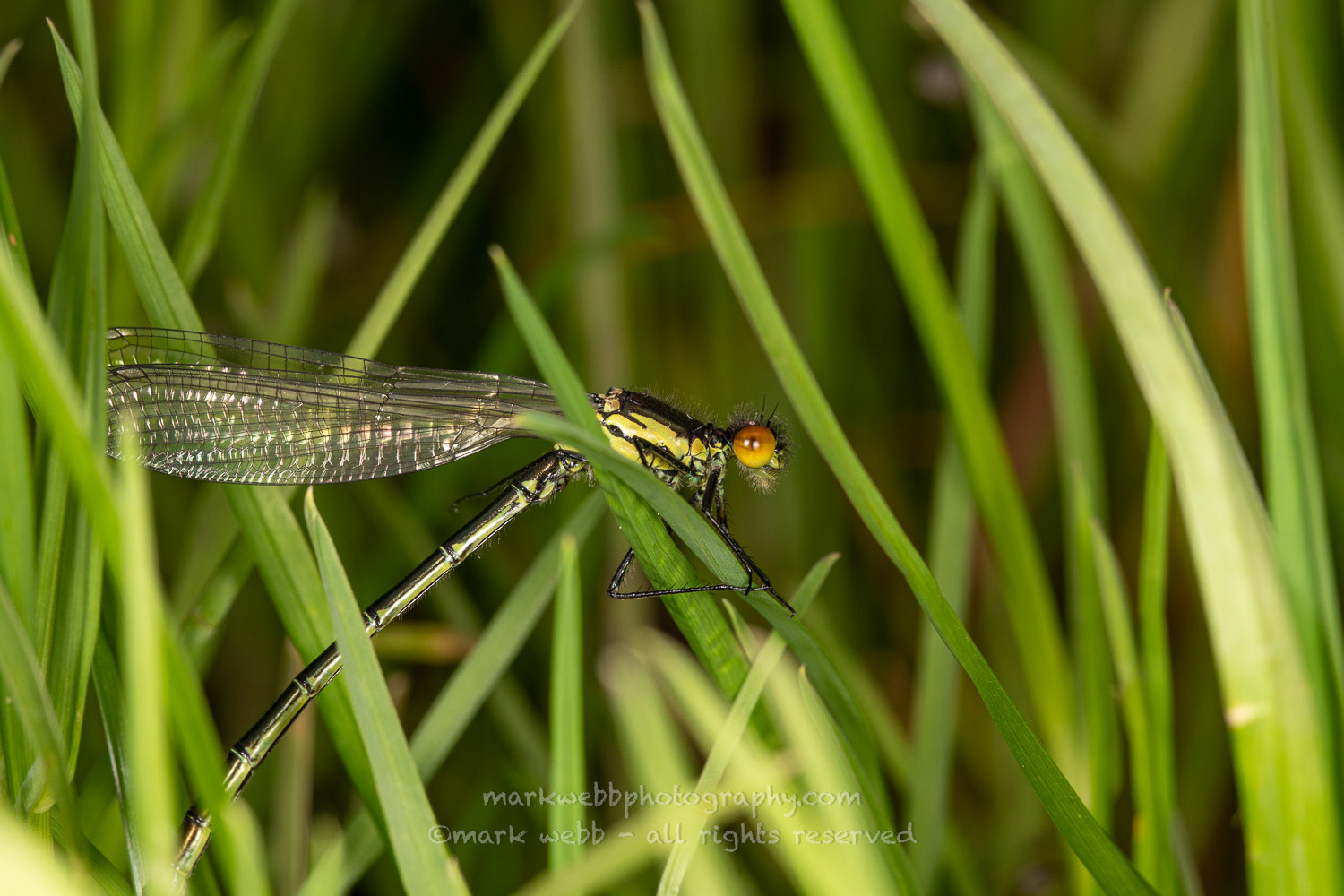Male (Teneral / Newly Emerged)