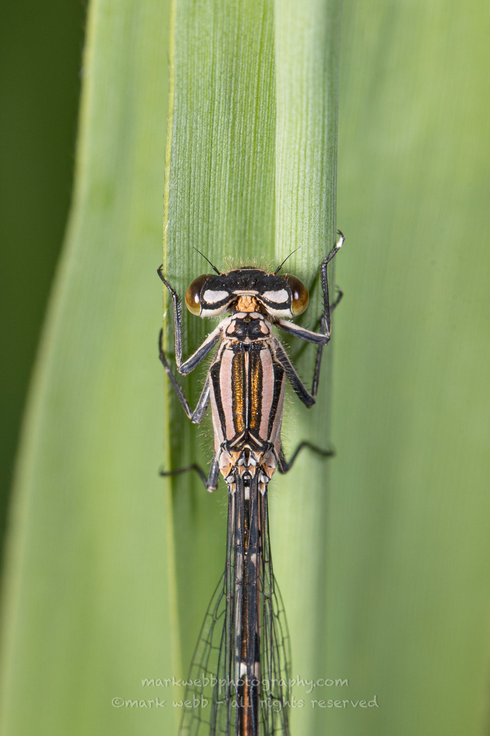 Female (Teneral / Newly Emerged)
