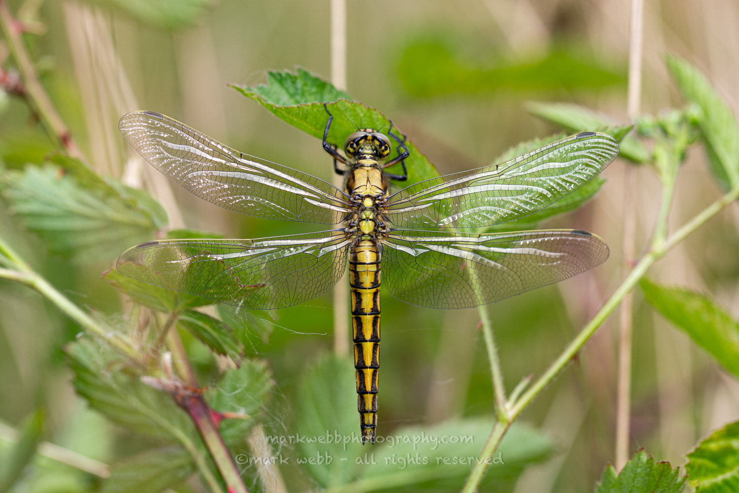 Female (Teneral / Newly Emerged)