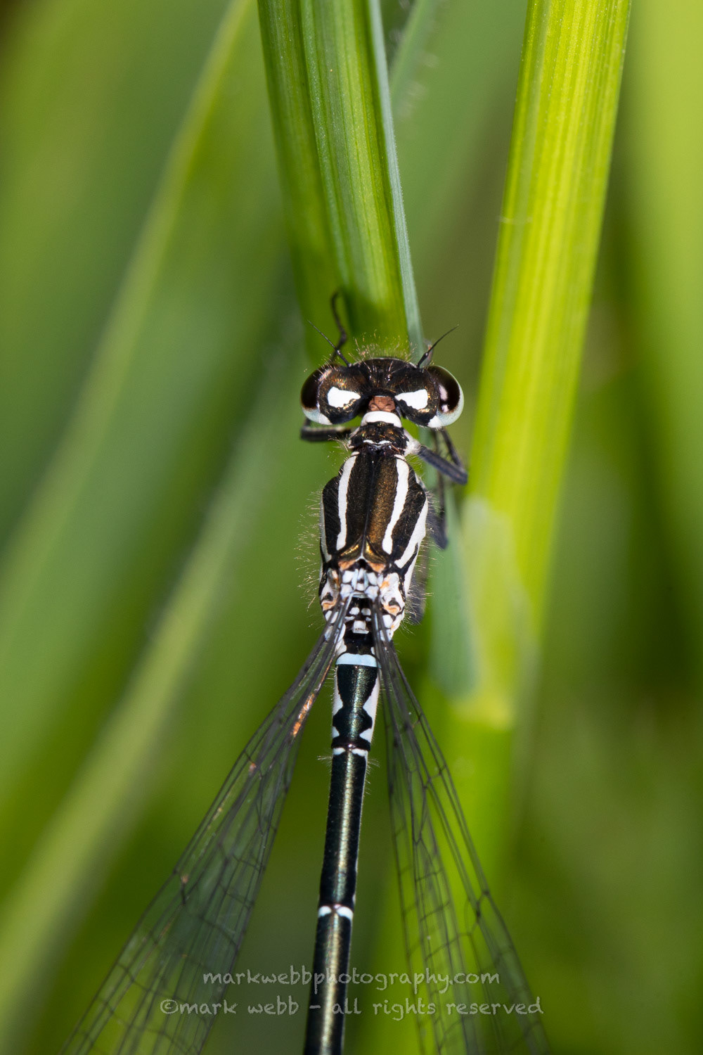 Female