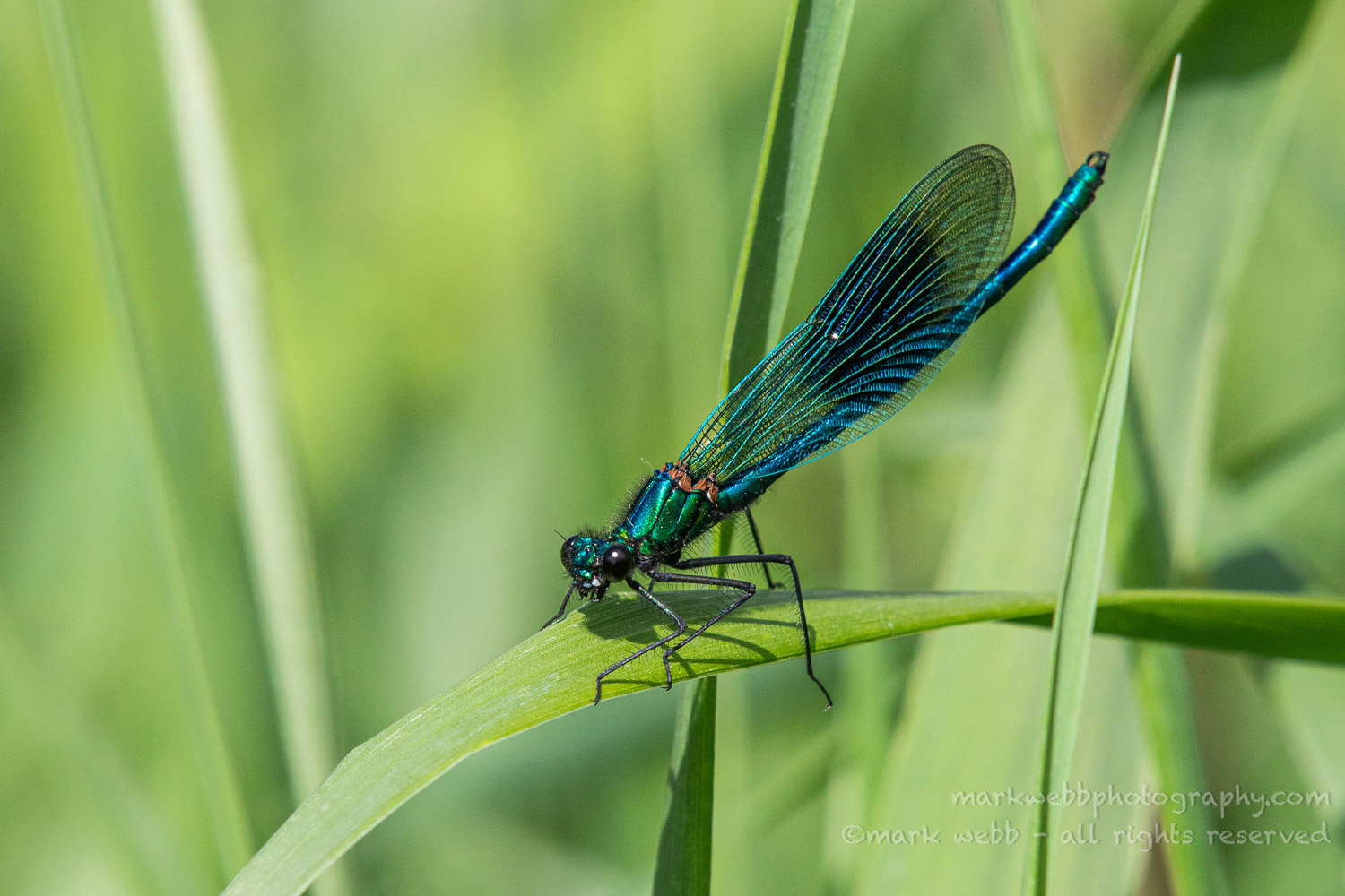 Male