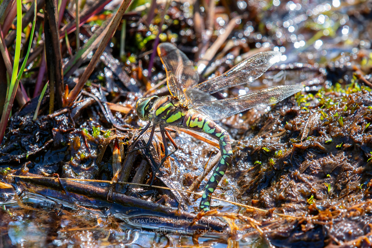 Egg Laying