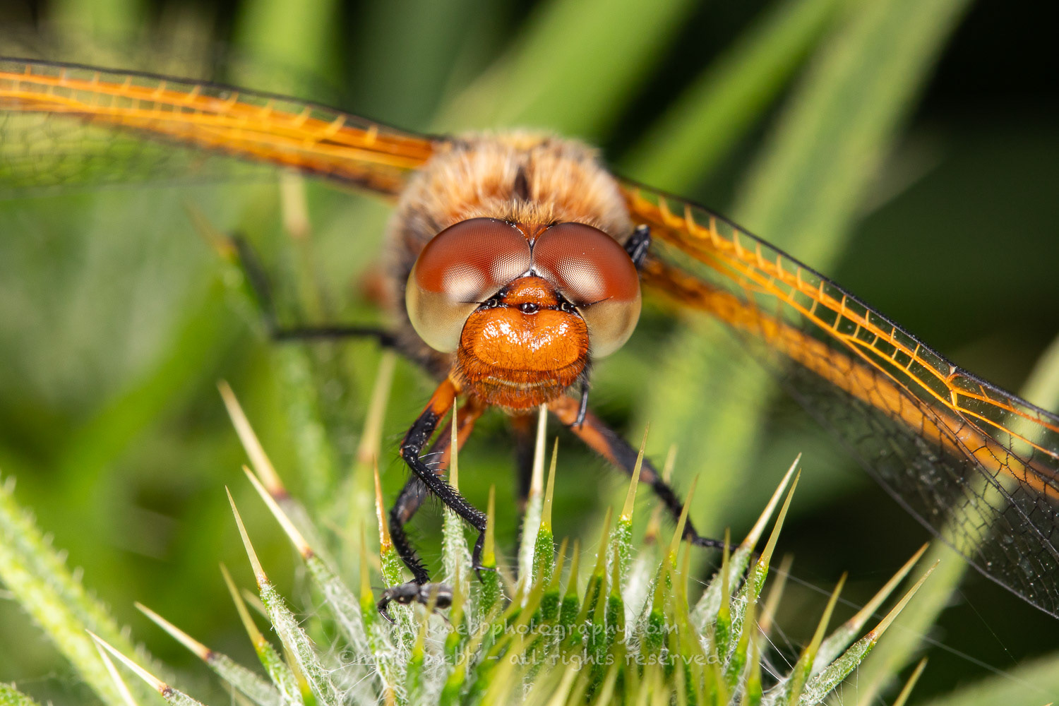 Female