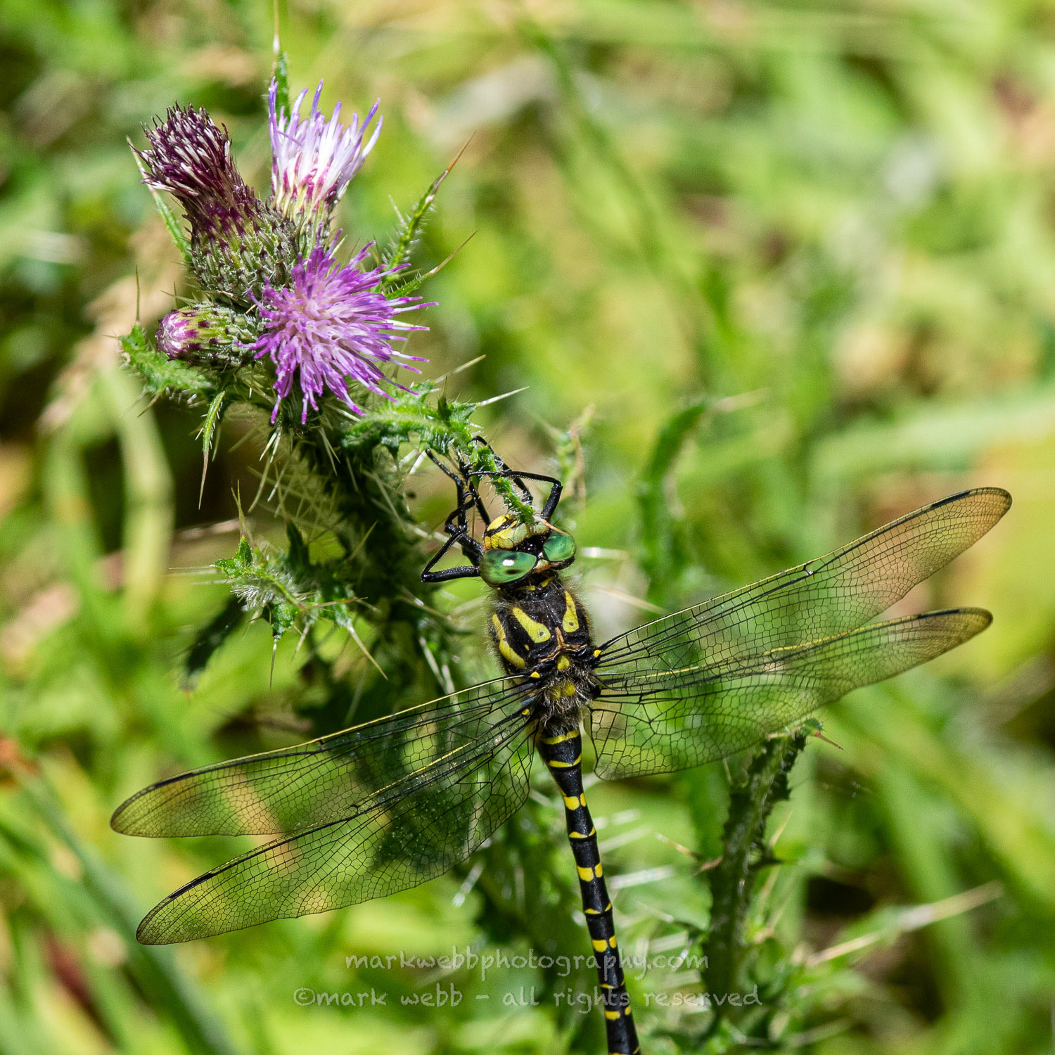 Male