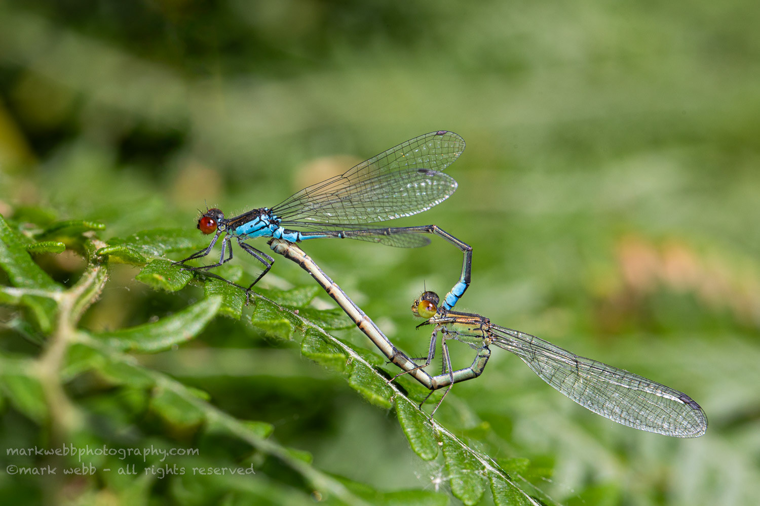 Mating