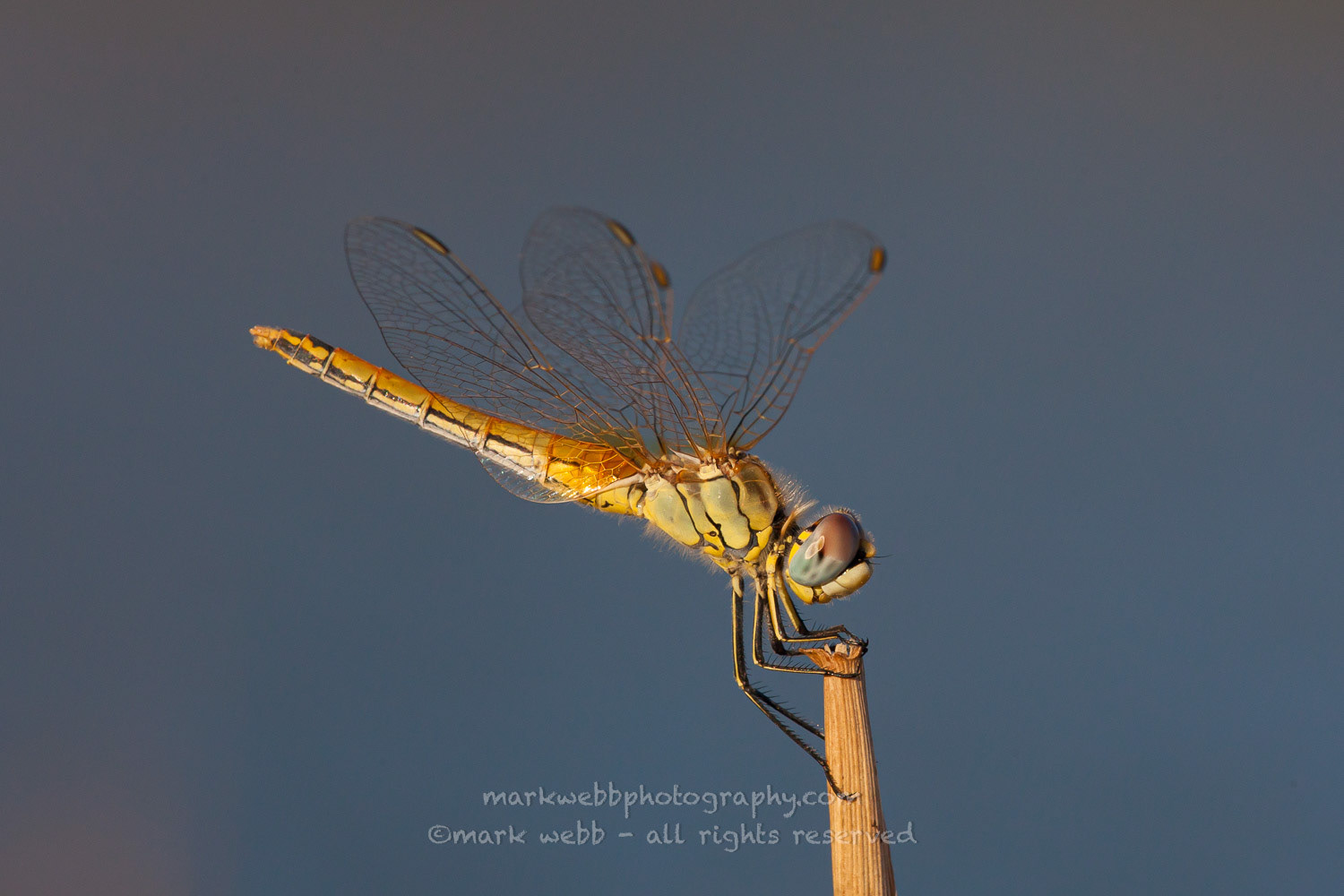 Female