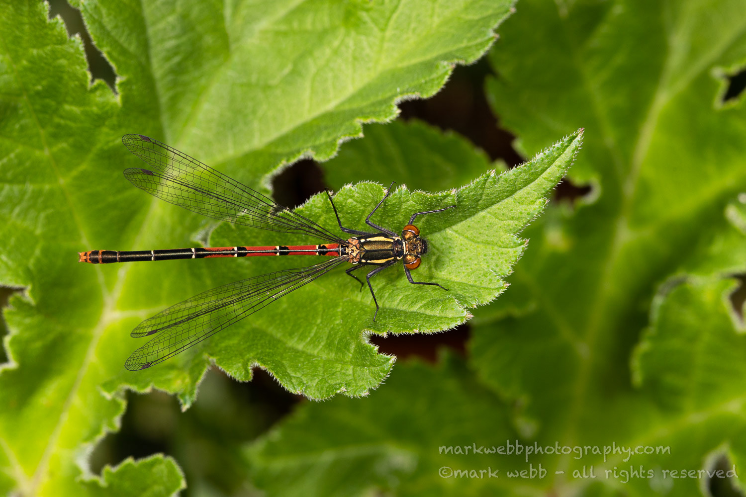 Female (typica)