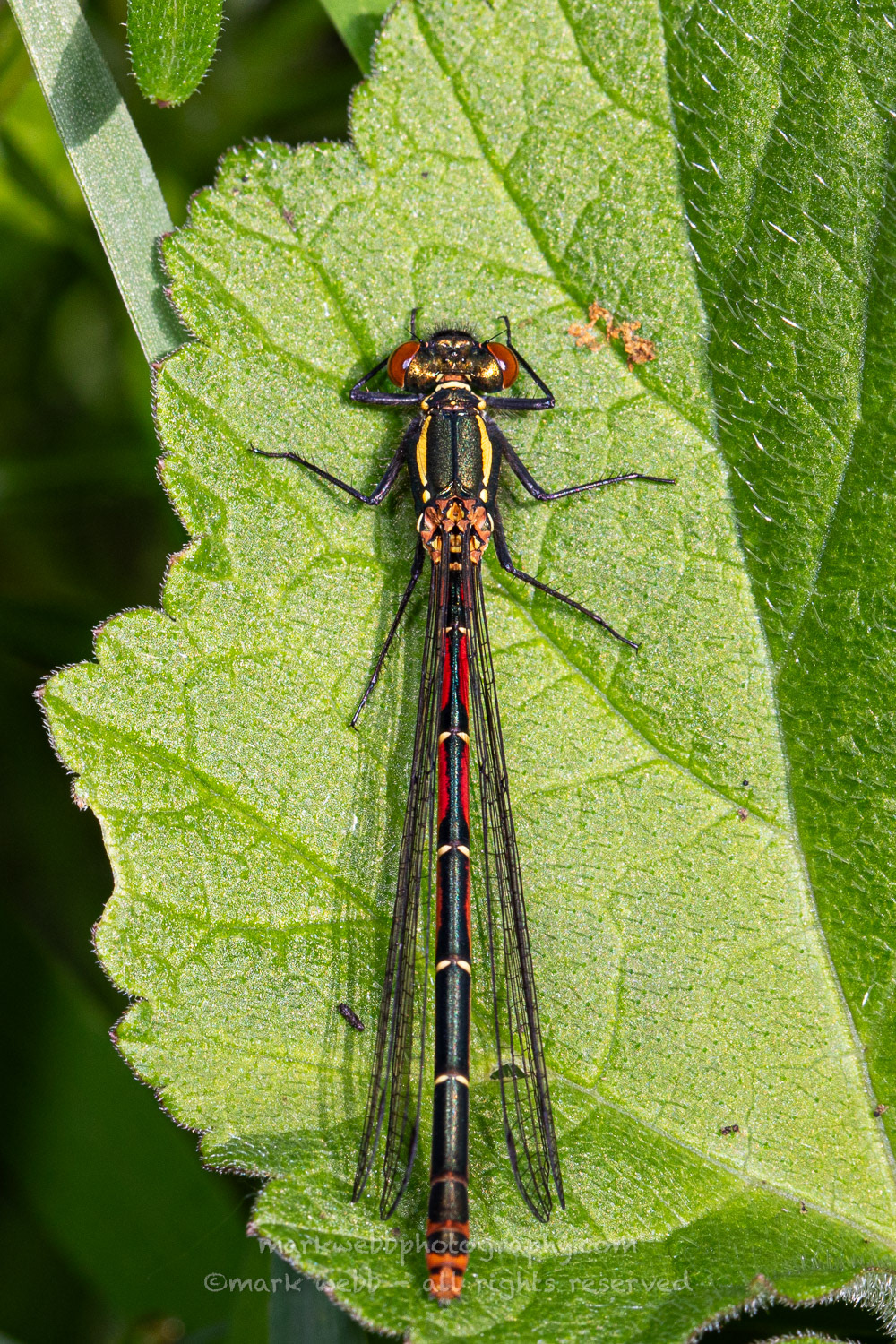 Female (typica although more black than usual)