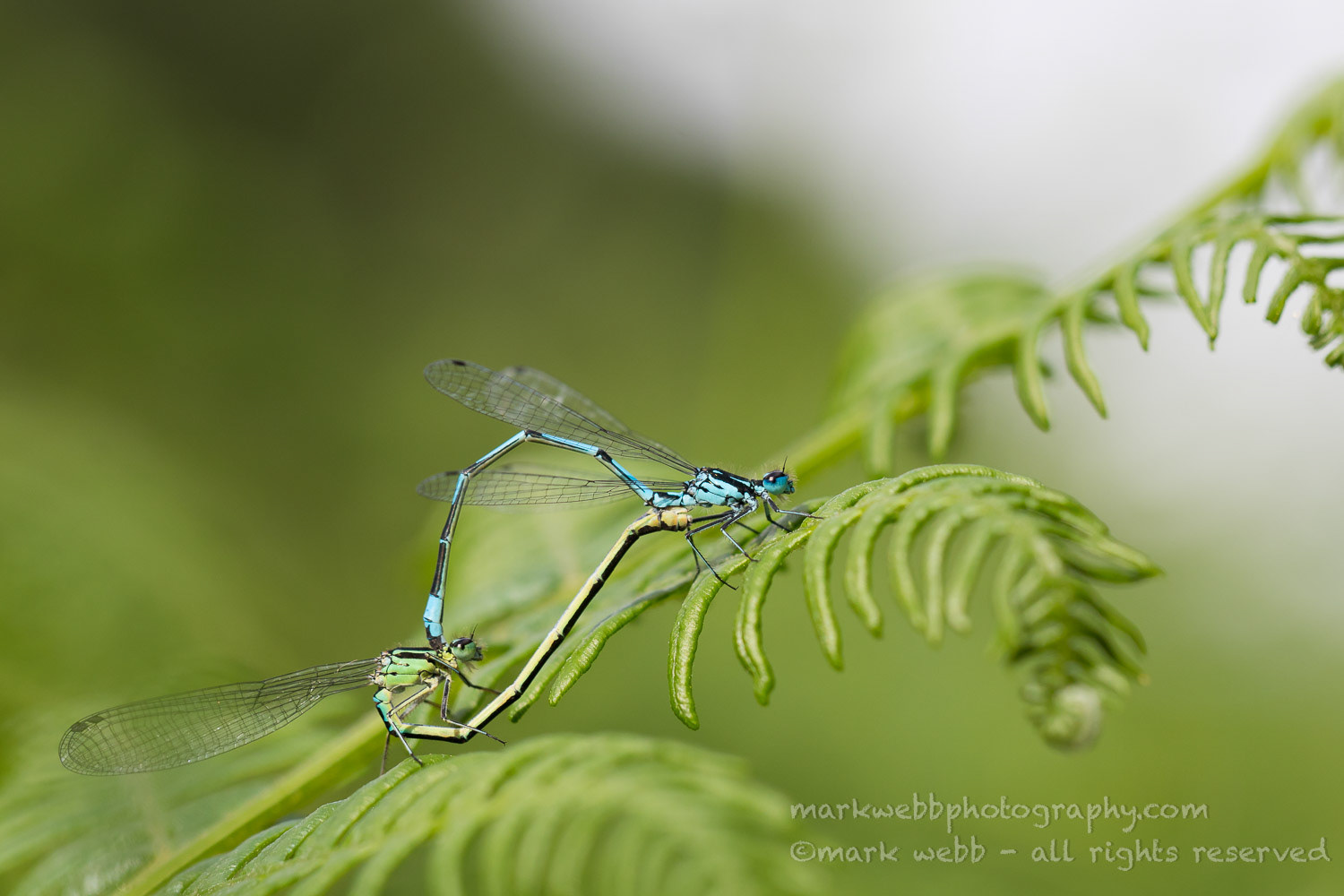Mating (Female Green Thorax)