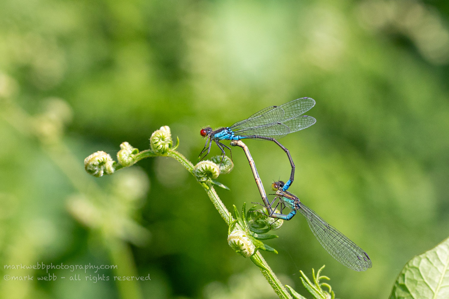 Mating