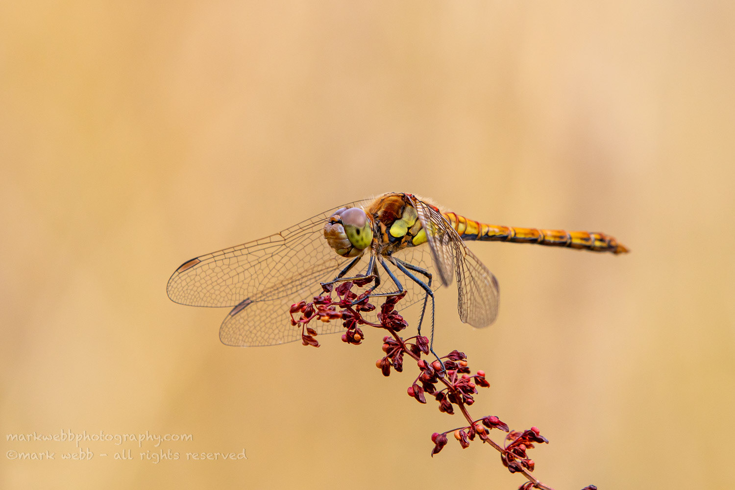 Male