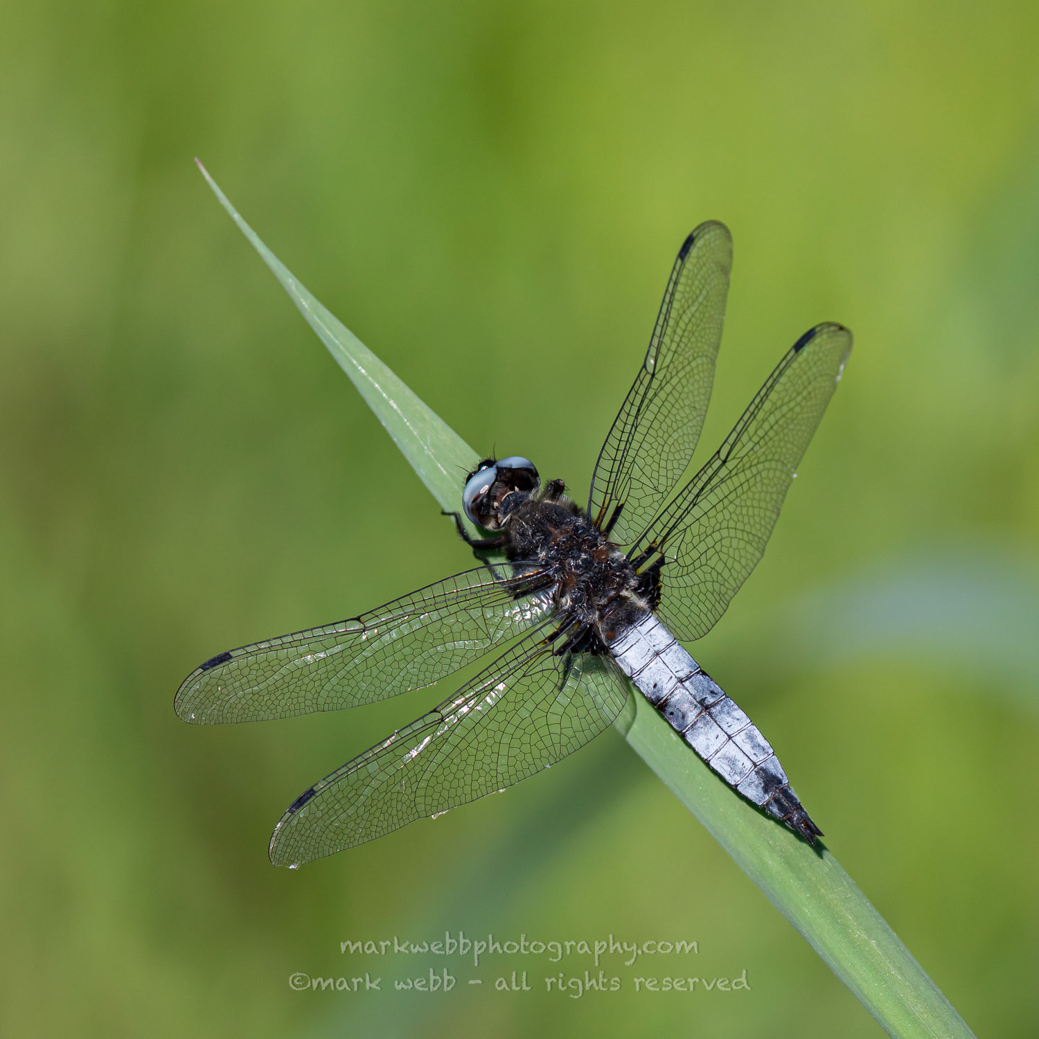 Male