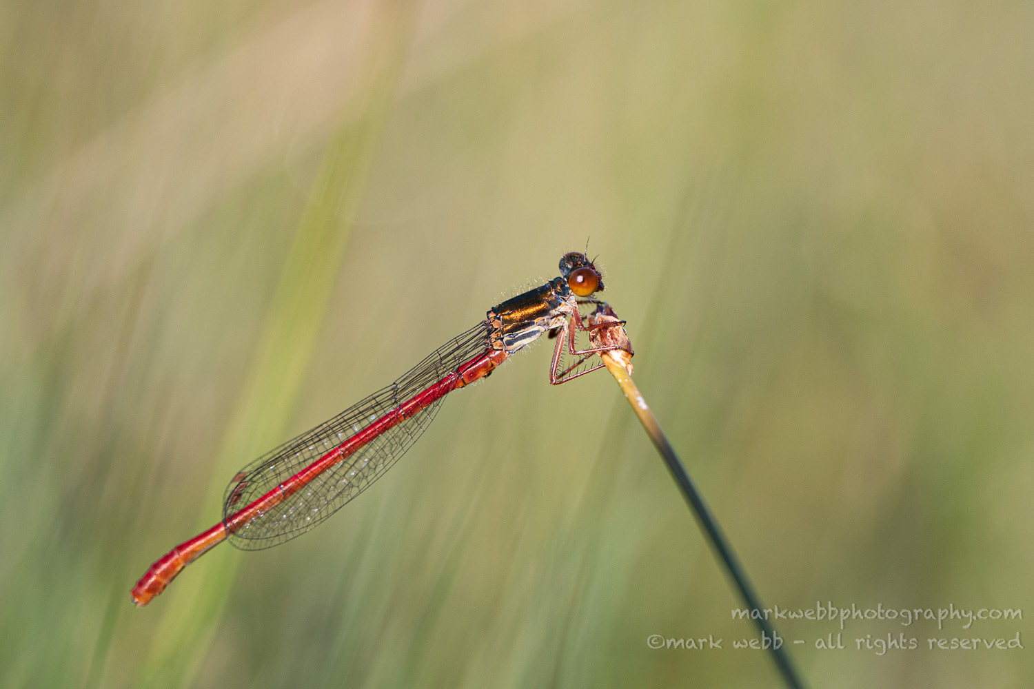 Male