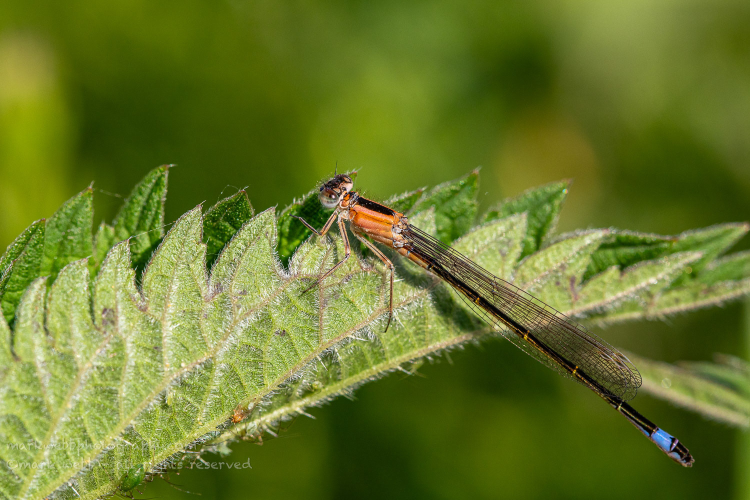 Female (rufescens)
