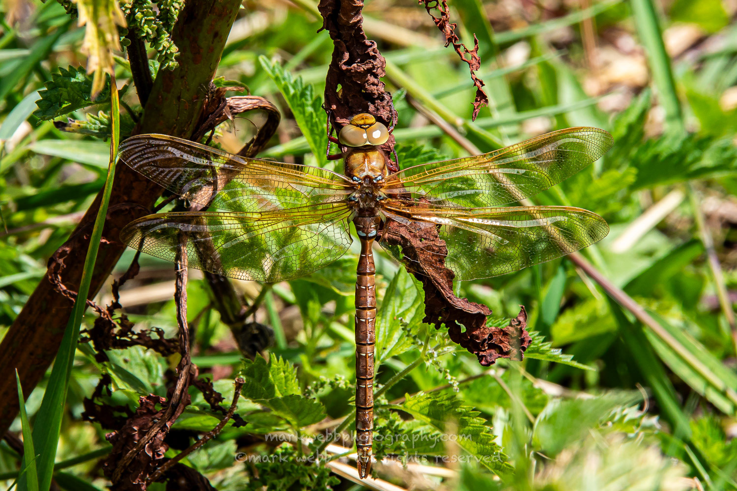 Male